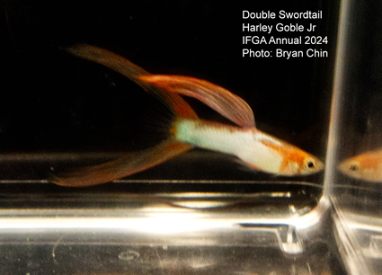 guppy swordtail double